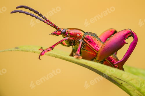 Preview: frog beetle