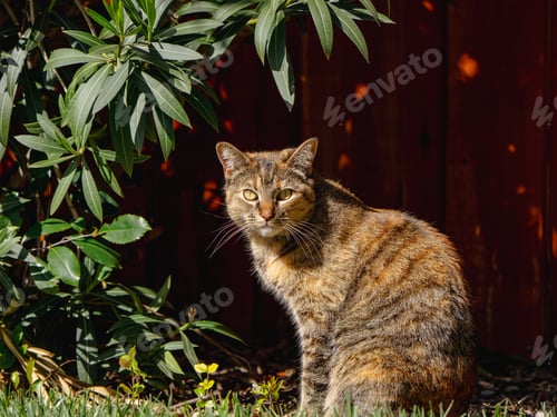 Preview: Cat sits in front of a red fence on grass