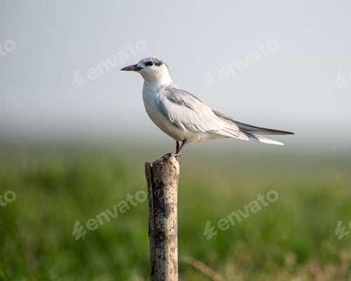 Preview: Whiskered tern