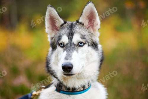 Preview: Purebred Siberian Husky dog in collar walking outdoor, friendly happy Siberian Husky portrait