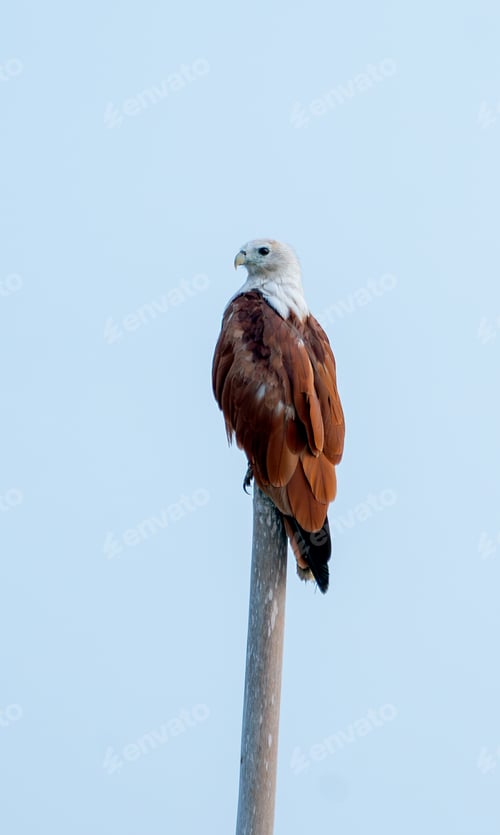 Preview: One hawk stand on single timble and blue sky as background and it look for food.