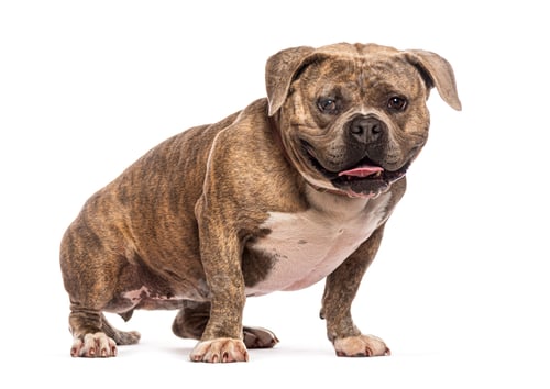 Preview: Powerful Bull terrier, dog sitting and panting on white background