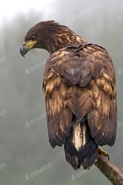 Preview: White-tailed eagle (haliaeetus albicilla)