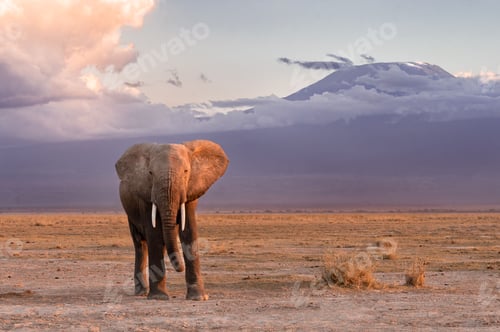 Preview: Beautiful shot of an African elephant walking in savanna at sunset
