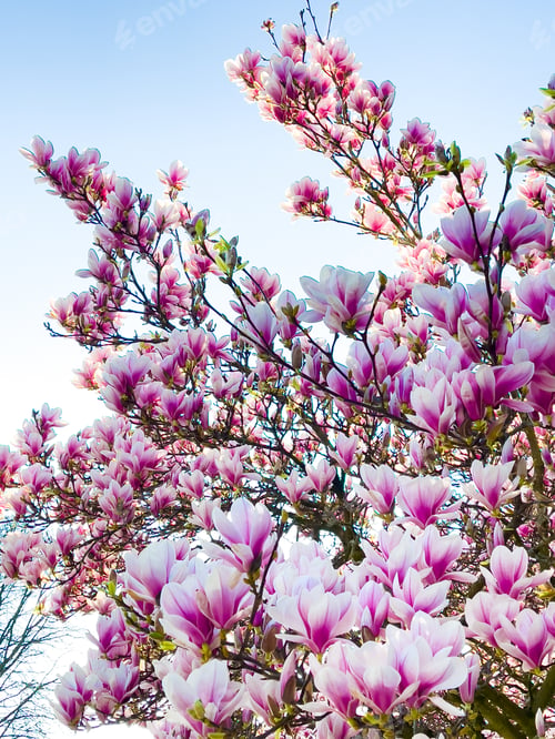 Preview: Pink magnolia tree blossom against blue sky