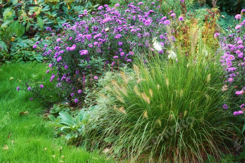 Preview: Garden dreams. A series of beautiful garden photos.