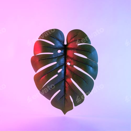 Preview: Leaf of tropical monstera palm tree neon lighting on purple fluorescent background minimal concept
