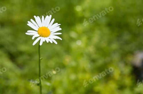 Preview: One Chamomile flower. spring background. copy space