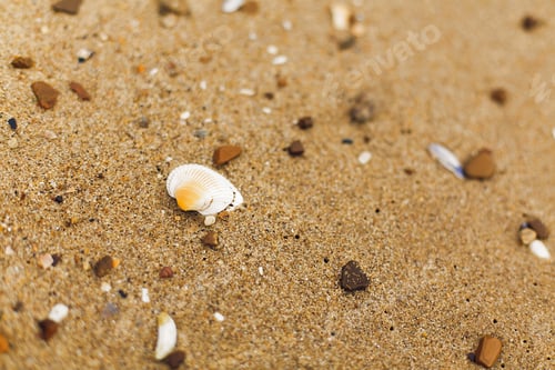 Preview: Seashell on sandy beach close up