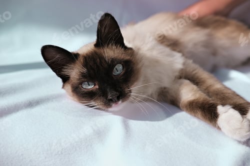Preview: cute balinese cat laying and looking at viewer