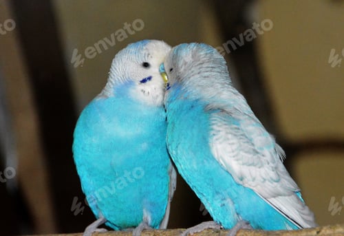Preview: Selective focus shot of two blue parakeets kissing