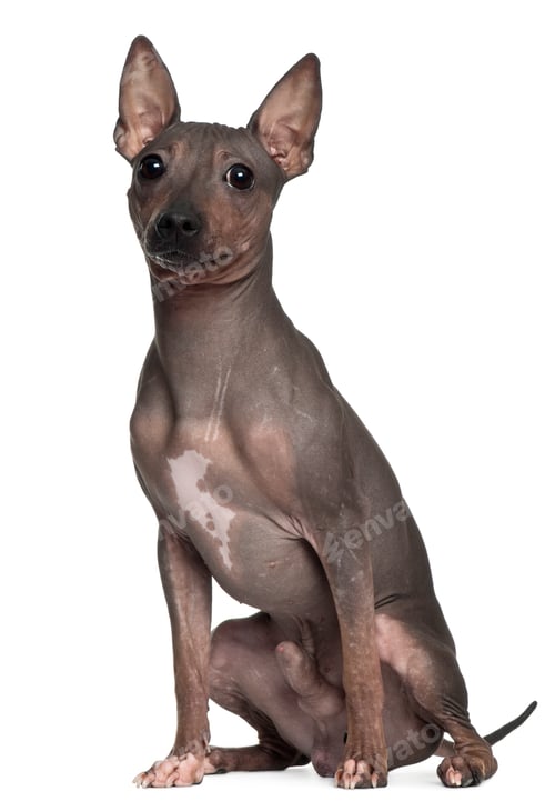 Preview: American Hairless Terrier, 6 months old, sitting in front of white background