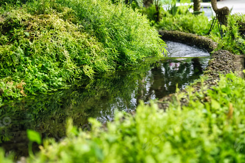 Preview: Green tropical plant growth with stream flowing in the garden