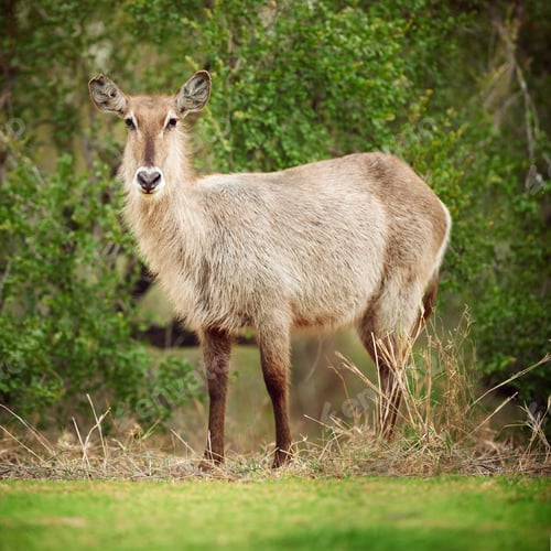 Preview: Ready to bolt. Shot of a buck on the plains of Africa.