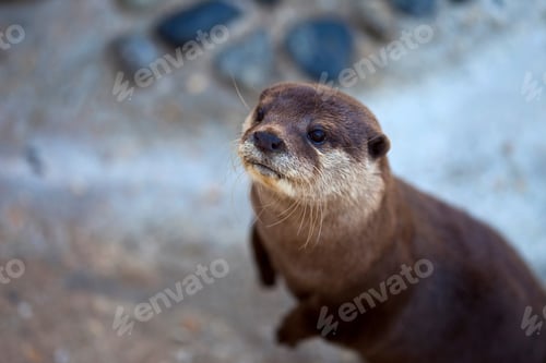 Preview: Otter