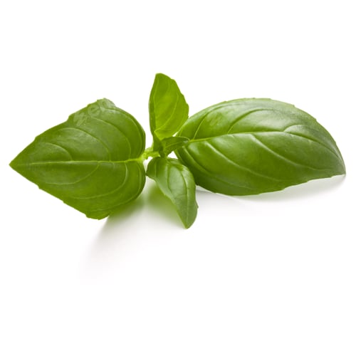 Preview: Sweet basil herb leaves isolated on white background closeup