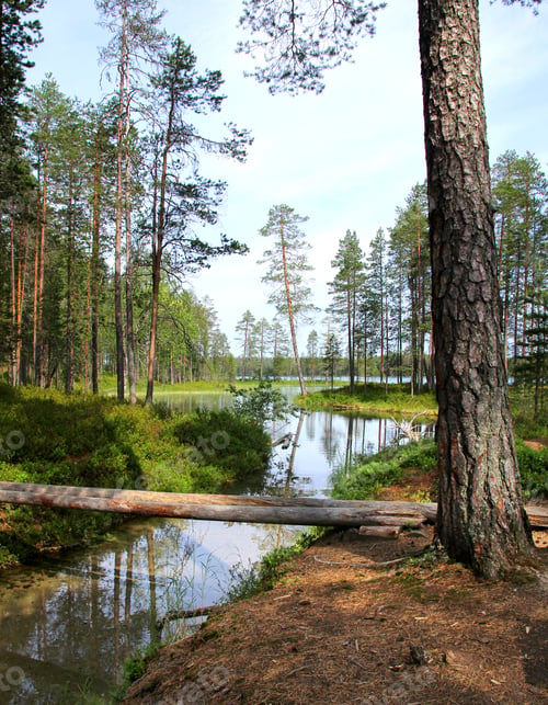 Preview: Forest lake and clear water streamlet