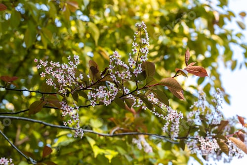 Preview: Beautiful Pink blooming bird cherry in an early spring