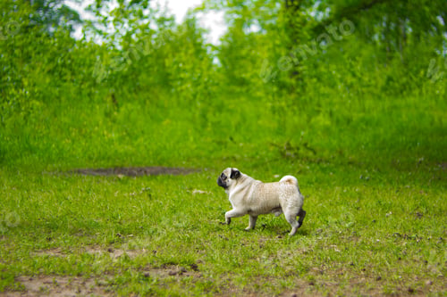 Preview: Pug, portrait. Pug dog playing outdoors. Portrait of beautiful male Pug puppy dog.