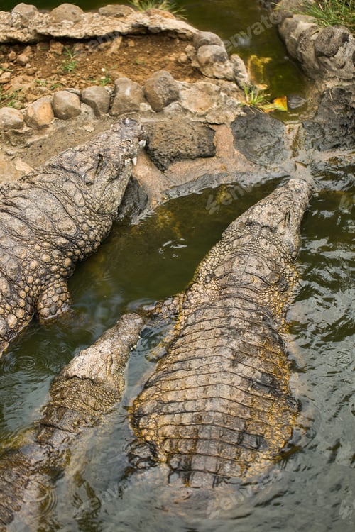Preview: Crocodiles In A Crocodiles Farm ,Thailand