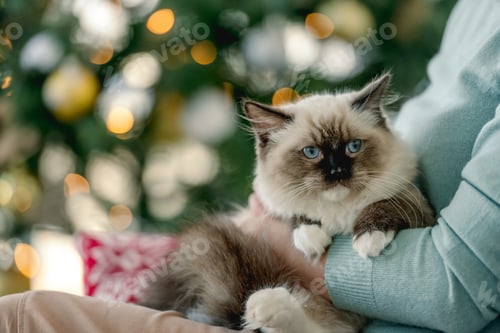 Preview: Girl with ragdoll cat in Christmas