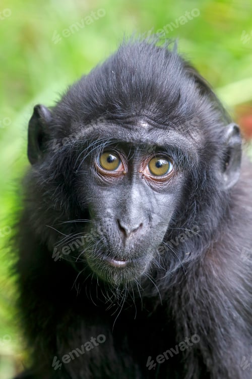 Preview: Crested Macaque baby (Macaca Nigra)