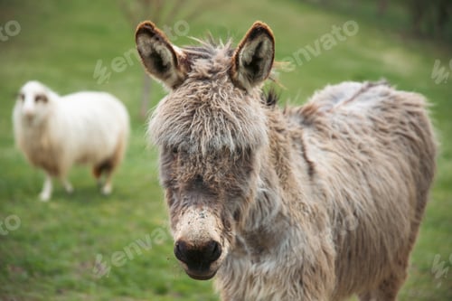 Preview: Donkey in country yard.