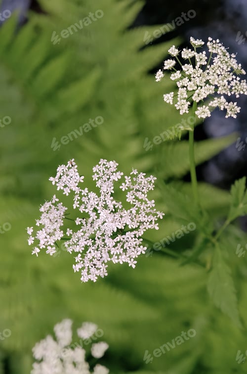 Preview: White flowers