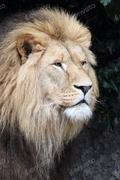 Preview: Lion (Panthera Leo) closeup portrait, lush mane.