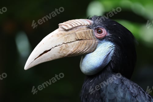 Preview: Close up view of Rhyticeros undulatus female