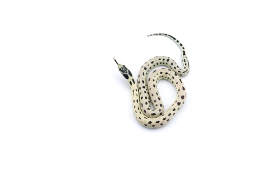 Preview: Colorful King snake isolated on white background
