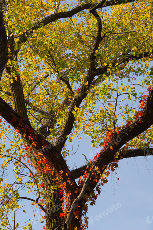 Preview: Beautiful Colorful Autumn Leaves On A Tree