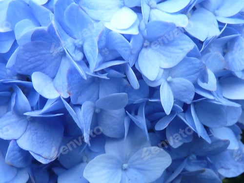 Vorschau: Nahaufnahme der kleinen blauen Blüten einer Hortensie