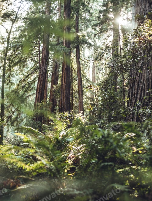 Preview: High green trees in forest in summer