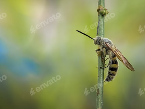 Preview: Scoliidae wasp, Yellow Hairy Flower Wasp