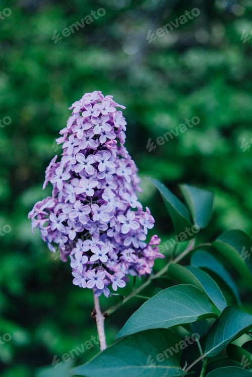 Preview: Lilac.