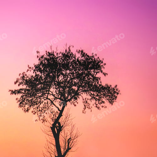 Preview: Tree with a beautiful orange pink sky