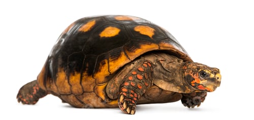 Preview: Red-footed tortoise, Chelonoidis carbonaria, isolated on white