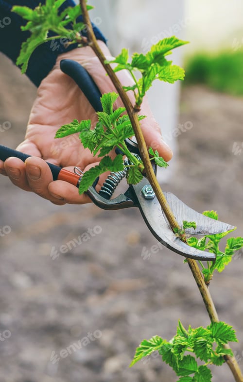 Preview: nature