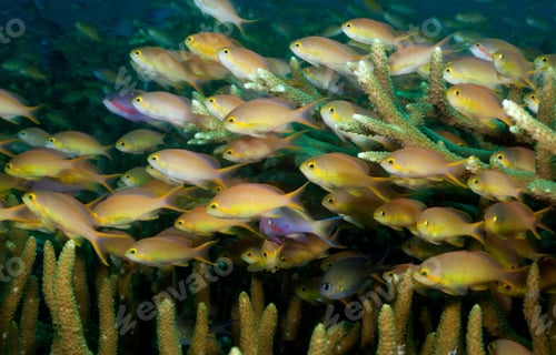 Preview: School of colorful fish swimming over coral reef