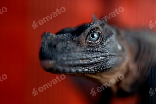 Preview: Close-up shot of Iguana on red background