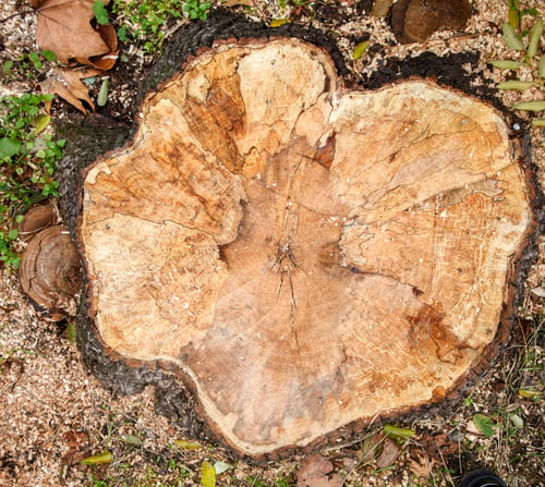 Preview: Old tree Stump in the autumn Park , Forest.