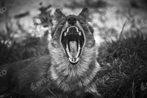 Preview: Grayscale shot of a wolf in nature