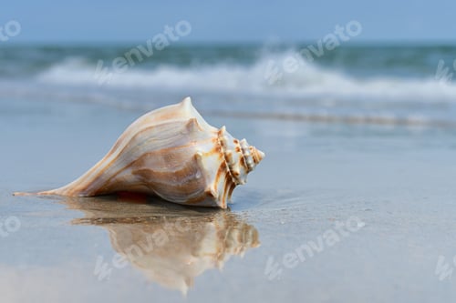 Preview: Seashell laying on the beach at the ocean
