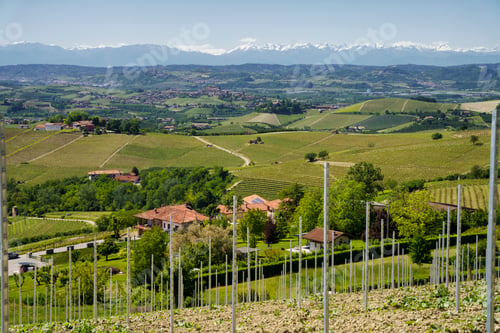 Preview: Vineyards of Langhe, Piedmont, Italy near Alba at May