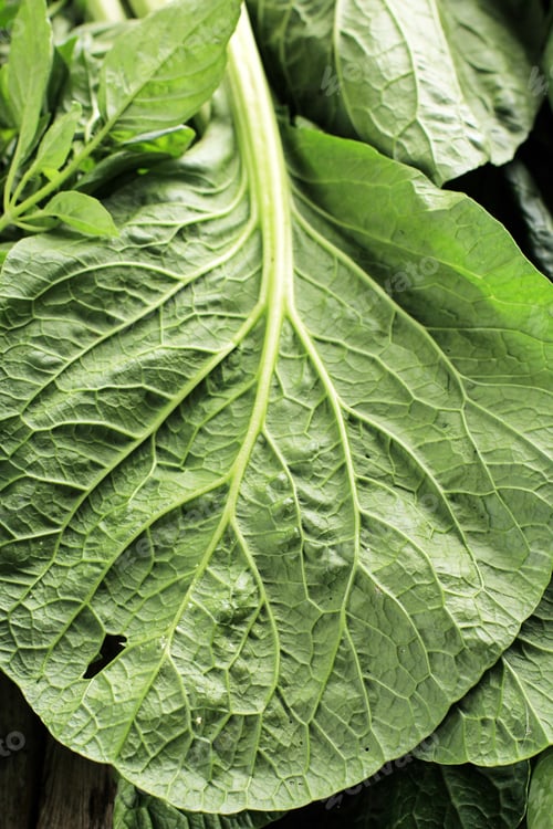 Preview: Close Up Organic Mustard Green Leaf for Healthy Concept Diet Eating