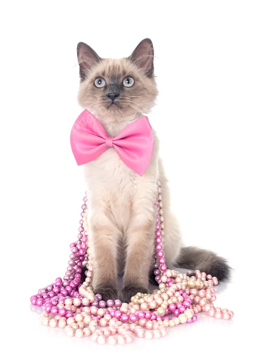 Preview: siamese kitten in studio