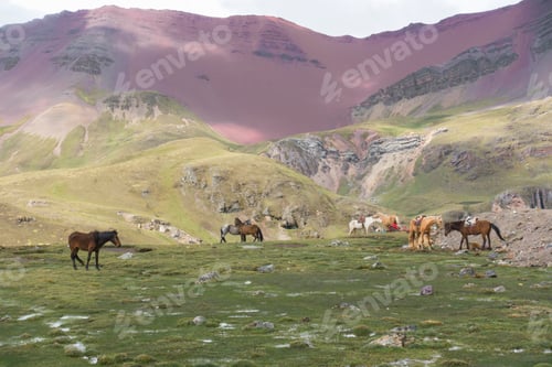 Preview: Horses grazing in a serene mountain valley.