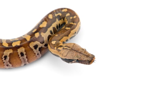 Preview: Sumatran Short Tail Python isolated on white background