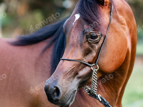 Preview: arabian, horse, mare, stallion, riding